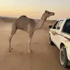 للبيع قعود مهجن