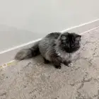 قطط