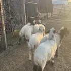 طليان