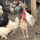 ديكه