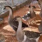 وز عراقي كوبراء بيور صافي منتج وانتاجه معه
