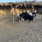 للبيع فحل نجدي صنف ثني مشروط نسف
