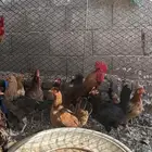 دجاج
