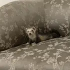نمس هولندي نادر