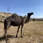 ناقة مجهم كفو مبيوع حاشيها