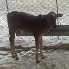 حسيل ذكر عمر شهرين