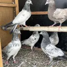 باكستاني طبات