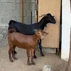 عنز محايليه تحتها جفره