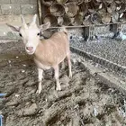 عنز تشيكيه قزميه