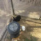 للبيع ارانب وبط