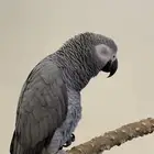 ببغاء