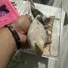 كروان العمر شهر ونص
