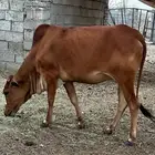 الجرين