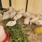 سمان بوب وايت