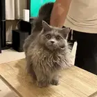 قطوه شيرازيه امريكيه مع كرتها عمرها 8 شهور