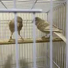 كناري جاسب ذكر وانثى جاهزين