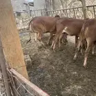 حسلان بلدي