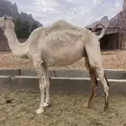 متلي حره للبيع