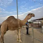 بعير حمر مسكت
