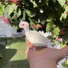 فرخ كروان رسيسف اللي يبي المميز