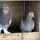 حمام تركي