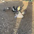 دجاج للبيع
