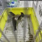 زيبرا فراوله