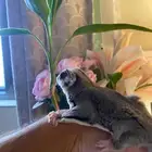 سنجاب للبيع