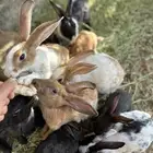 ارانب