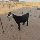 عنز للبيع