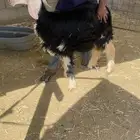 الصناعيه