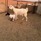 عنز بيضاء طيبه حدرها تيس