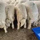 طليان حري فل شحم ولحم طائفيه ضحايا على الشرط