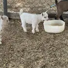 قزمي للبيع تشيكي بيور