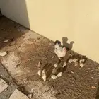 دجاجة معها فروخ 12