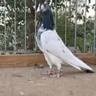 للبيع زوج تيدي سخي