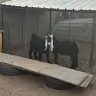 تيوس للبيع