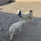 عنز تحتها رخل رايمتها السن جذعه