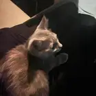 قطه للتبني لوسي