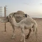 قعود قصب
