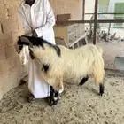 قريبه من دوار الغطغط