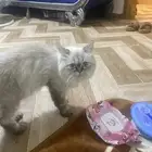 قط هيمالايا ذكر للبيع طيب وهادي جدا معاه كل مستلزمات واكله