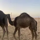 حاشي طيب