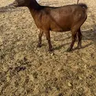 عنز قزميه دافع