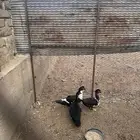 بط شرشري للبيع