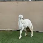 للبيع رخل حري (( تم البيع ))