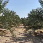 مزرعتين للايجار السنوي