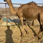 نياق لقحات بيولدن من 6600