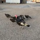 دجاج رومي