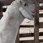 فحل ساكني ابيض نادر